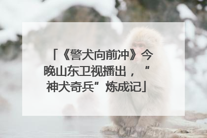 《警犬向前冲》今晚山东卫视播出，“神犬奇兵”炼成记