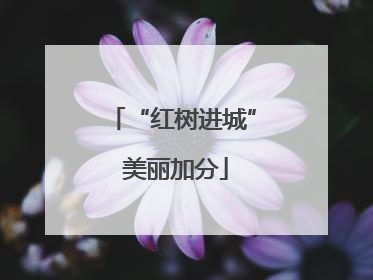 “红树进城” 美丽加分