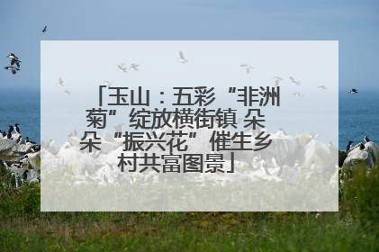 玉山：五彩“非洲菊”绽放横街镇 朵朵“振兴花”催生乡村共富图景