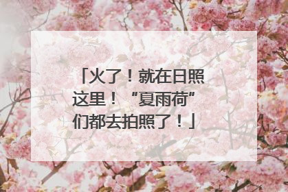 火了！就在日照这里！“夏雨荷”们都去拍照了！