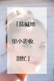 盐碱地里小麦收割忙