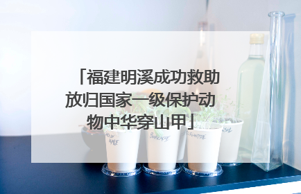 福建明溪成功救助放归国家一级保护动物中华穿山甲