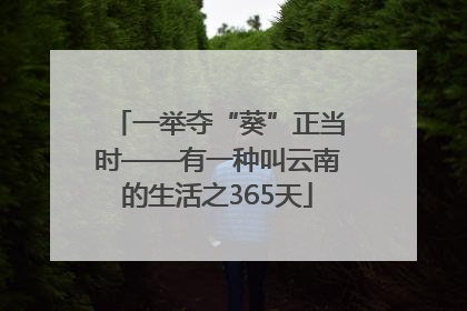 一举夺“葵”正当时——有一种叫云南的生活之365天