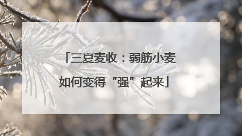 三夏麦收：弱筋小麦如何变得“强”起来