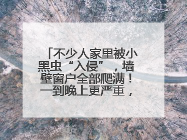 不少人家里被小黑虫“入侵”，墙壁窗户全部爬满！一到晚上更严重，还有一股臭味