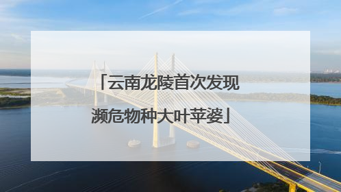 云南龙陵首次发现濒危物种大叶苹婆