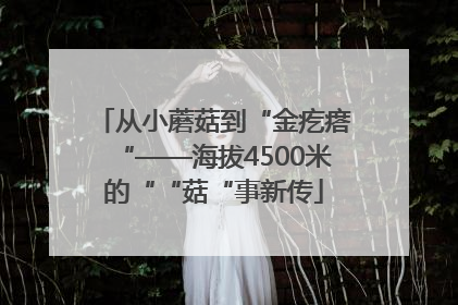 从小蘑菇到“金疙瘩“——海拔4500米的““菇“事新传