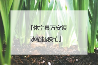休宁县万安镇水稻插秧忙