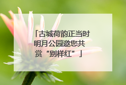 古城荷韵正当时 明月公园邀您共赏“别样红”