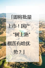 即将批量上市！国产“树上熟”榴莲有啥优势？