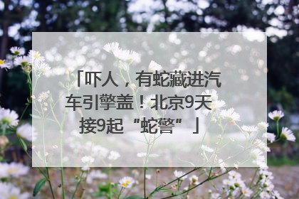吓人，有蛇藏进汽车引擎盖！北京9天接9起“蛇警”