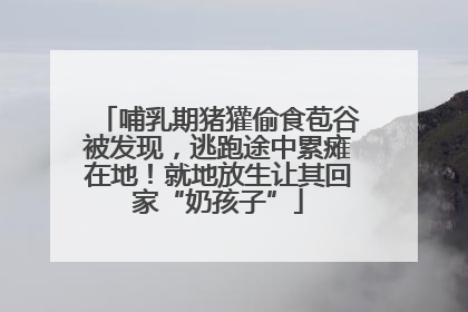 哺乳期猪獾偷食苞谷被发现，逃跑途中累瘫在地！就地放生让其回家“奶孩子”