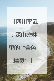 四川平武：深山密林里的“金色精灵”
