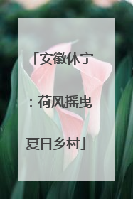 安徽休宁：荷风摇曳夏日乡村