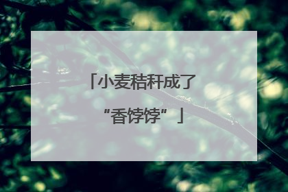 小麦秸秆成了“香饽饽”