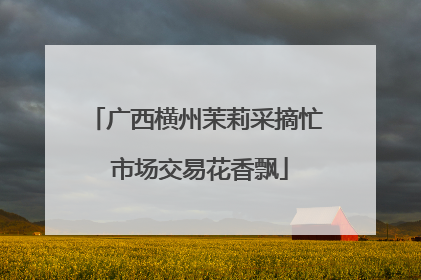 广西横州茉莉采摘忙 市场交易花香飘
