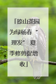 捺山茶园为绿杨春“理发” 夏季修剪促增收