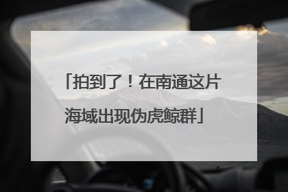 拍到了！在南通这片海域出现伪虎鲸群