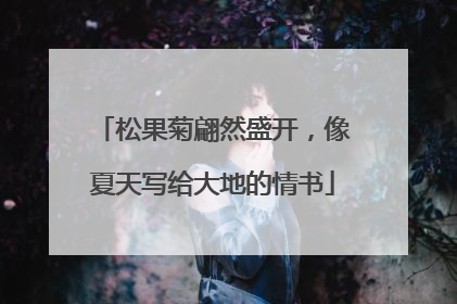 松果菊翩然盛开，像夏天写给大地的情书
