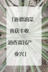 旌德油菜喜获丰收 油香富民产业兴