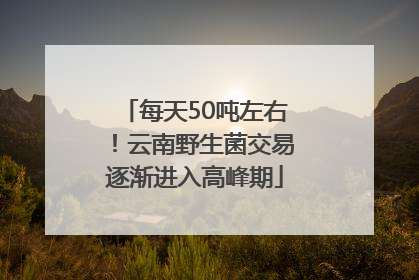 每天50吨左右！云南野生菌交易逐渐进入高峰期