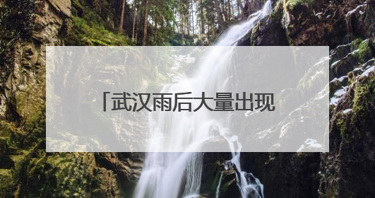 武汉雨后大量出现，非常罕见！不是蘑菇，不要随便吃