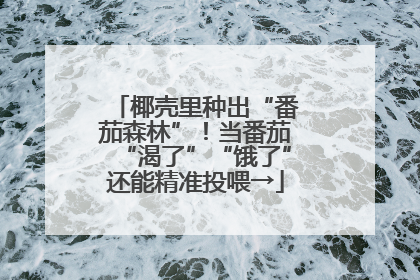椰壳里种出“番茄森林”！当番茄“渴了”“饿了”还能精准投喂→