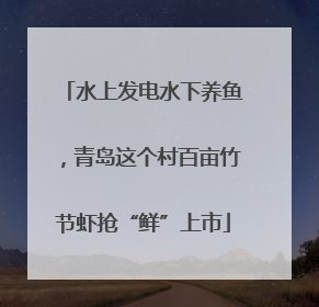 水上发电水下养鱼，青岛这个村百亩竹节虾抢“鲜”上市