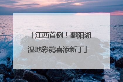 江西首例！鄱阳湖湿地彩鹮喜添新丁