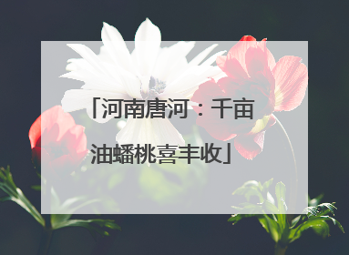 河南唐河：千亩油蟠桃喜丰收
