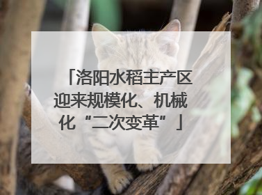 洛阳水稻主产区迎来规模化、机械化“二次变革”
