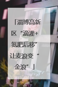 淄博高新区“滴灌+氮肥后移”让麦浪变“金浪”