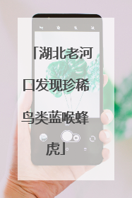 湖北老河口发现珍稀鸟类蓝喉蜂虎