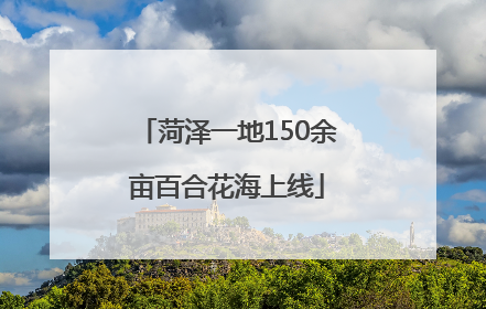 菏泽一地150余亩百合花海上线
