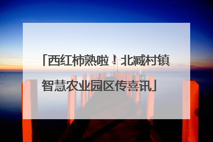 西红柿熟啦！北臧村镇智慧农业园区传喜讯