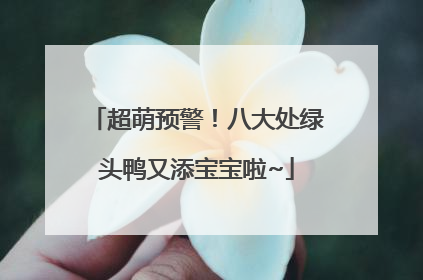 超萌预警！八大处绿头鸭又添宝宝啦~