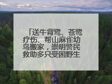 送牛背鹭、苍鹭疗伤、帮山麻雀幼鸟搬家，崇明警民救助多只受困野生保护鸟类