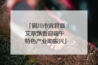铜川市宜君县：艾草飘香迎端午 特色产业助振兴