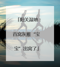 阳关湿地：首窝灰雁“宝宝”出窝了